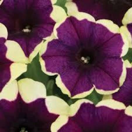 Buy Petunias (Purple Yellow) Plant Online at lowest price