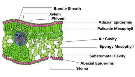 Dicot Leaf