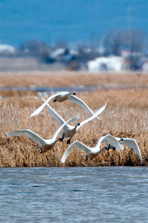 Where to see wild swans migrating through Utah in March