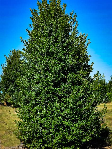 Buy Holly Trees | Holly Bushes & Trees For Sale | The Tree Center