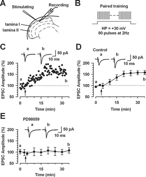 Activation of Erk for the induction of LTP in the superficial dorsal ...