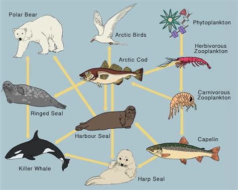 How Do Humans Impact Food Webs - Nathalia-has-Holloway