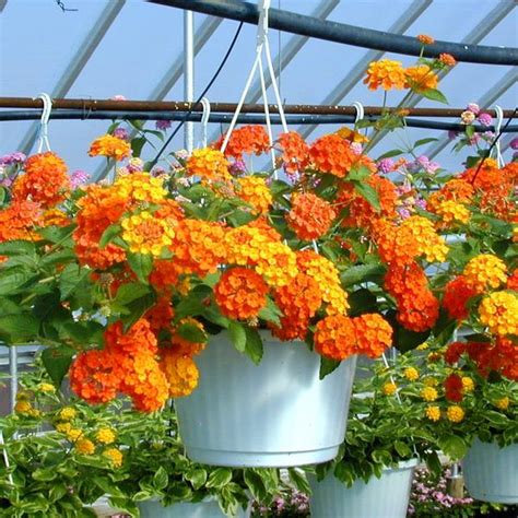 Lantana Hanging Basket- Assorted Colors from Babikow Wholesale Nursery