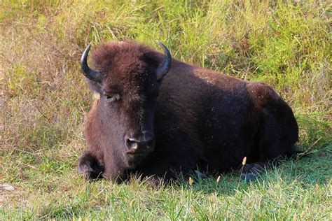 Buffalo Bison Horns - Free photo on Pixabay