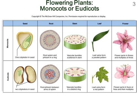 What is the difference between monocots and dicots? Why are monocots ...