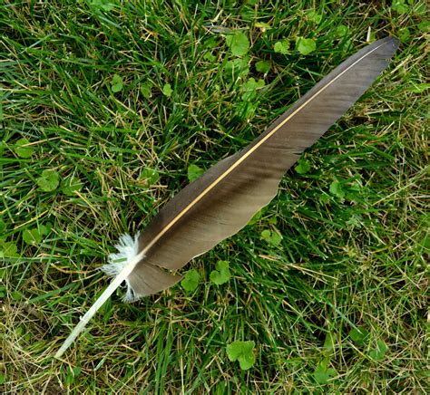 turkey vulture feather | I found this turkey vulture feather… | Flickr