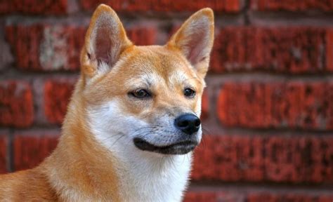 7 Shiba Inu Mixed Breeds: Cute Shiba Mixes You Can't Deny!