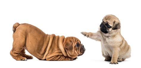 Premium Photo | Pug and bulldog puppies playing, isolated on white