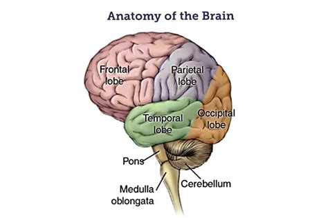 Brain Diagram Medulla Oblongata | My XXX Hot Girl
