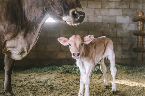 Dairy Cows And Their Newborn Calves