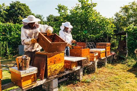 Les abeilles dans le jardin - Fondation territoriale des lumières