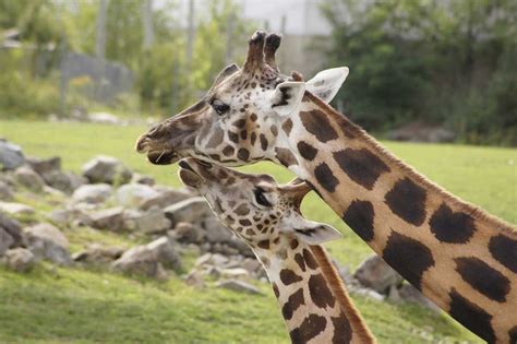 Are Giraffes Endangered in 2022? 4 Major Causes and Solutions | Environment Buddy