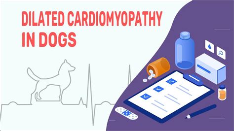 Dilated Cardiomyopathy In Dogs - Petmoo