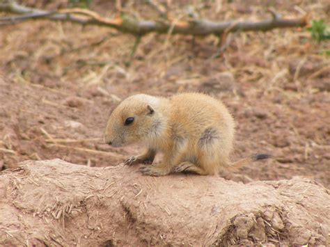 Baby Prairie Dog | Taken at Twycross Zoo | roslynsmith | Flickr