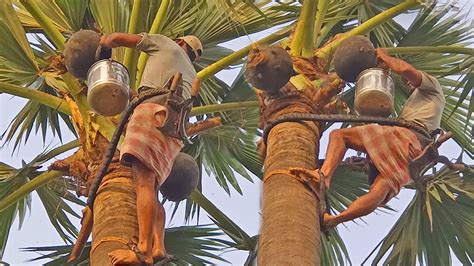 Tapping the sap of toddy palm - Kallu Tadi tari - Picker climbing a ...