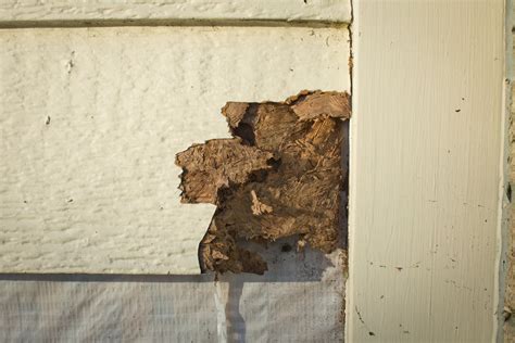 How Can You Determine the Extent of Termite Damage Within Your Walls