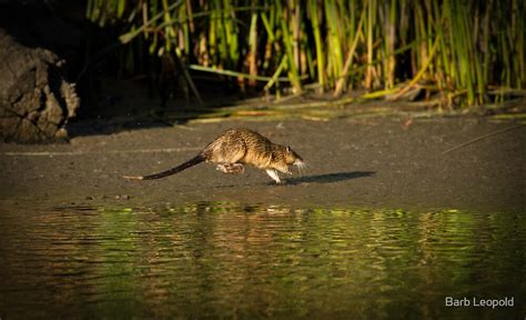 "Australian Water Rat" by Barb Leopold | Redbubble