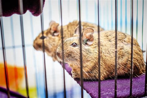 Degu Cage Guide: Everything You Need to Know About Degu Cages