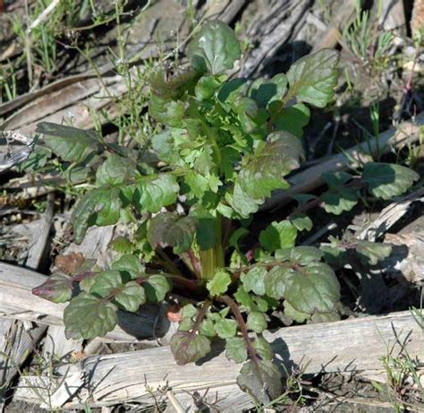 Cressleaf Groundsel Identification and When to Control | Crop Science US