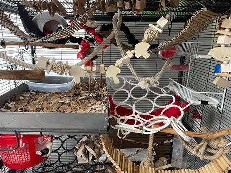 Best Rat Cage Accessories & Decorations Your Rats Will Love