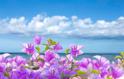 Beach Flowers Wallpapers - Wallpaper Cave