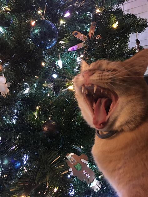 Yawned as I was trying to get a cute photo of him in front of the tree. | Cat makeup halloween ...