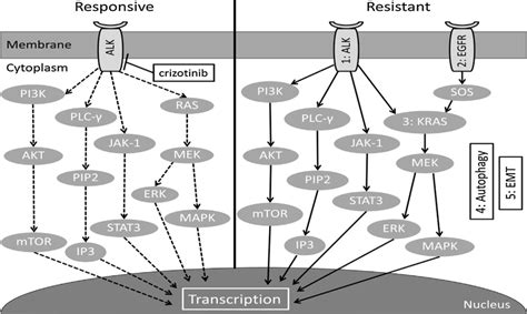 Overview of possible resistance mechanism induced upon treatment with ...