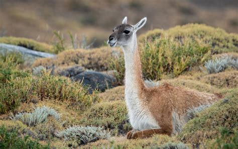 Guanaco (Lama guanicoe) · iNaturalist