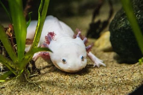 Axolotl Breeding | Best Axolotl Breeder