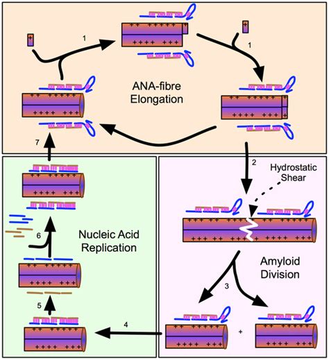 Nucleic acid hybridization | PLOS ONE