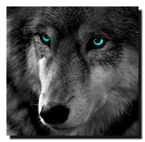 So very beautiful Wolf Eyes, Wolf Face, Wolf Photos, Wolf Pictures ...