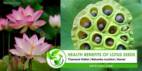 25 Possible Health Benefits of Lotus Seeds (Makhanas/Fox Nuts)