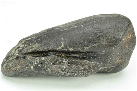 Very Rare, 3.2" Fossil Iguanodon (Mantellisaurus) Claw - England ...