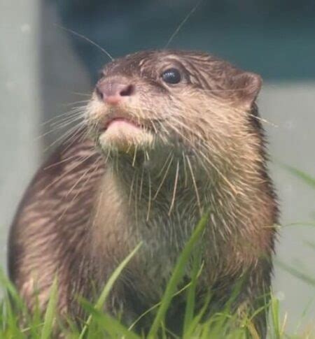 5 Cute Otter Cafe In Tokyo To Visit In 2024 - Dear Japanese