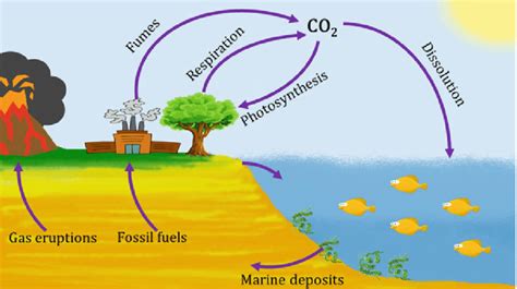 Carbon Dioxide Cycle Diagram