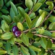 Lonicera pileata Box-leaved honeysuckle Care Plant Varieties & Pruning Advice