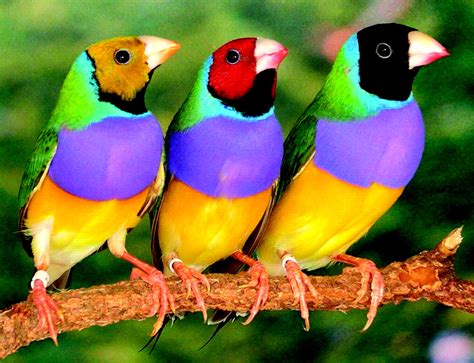 The Lady Gouldian Finch | Plugon