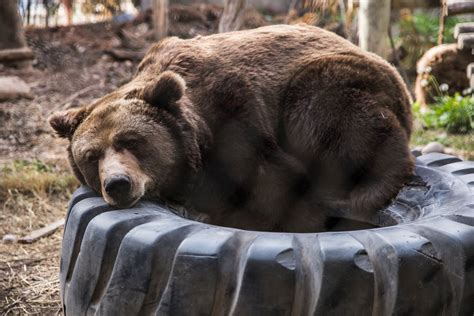 Close-up Photo of Grizzly Bear · Free Stock Photo