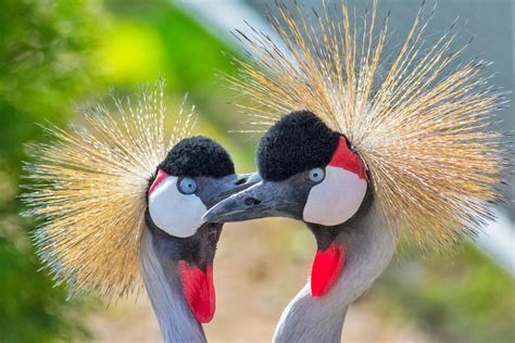 East African Crowned Crane - Cougar Mountain Zoo