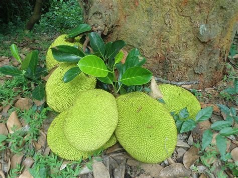 Jackfruit Facts, Health Benefits and Nutritional Value