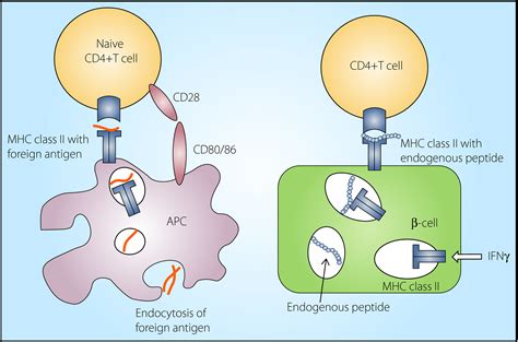 Antigen Presenting Cells