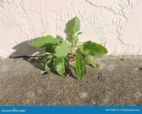 Plant Growing In A Crack Stock Photo - Image: 51369125