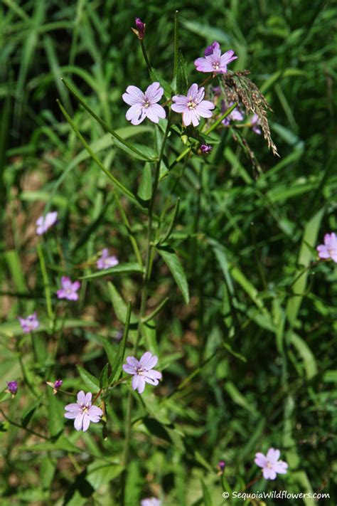 Sequoia Wildflowers