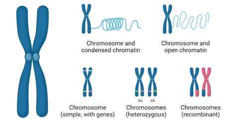 Chromosomes- Definition, Structure, Types, Model, Functions