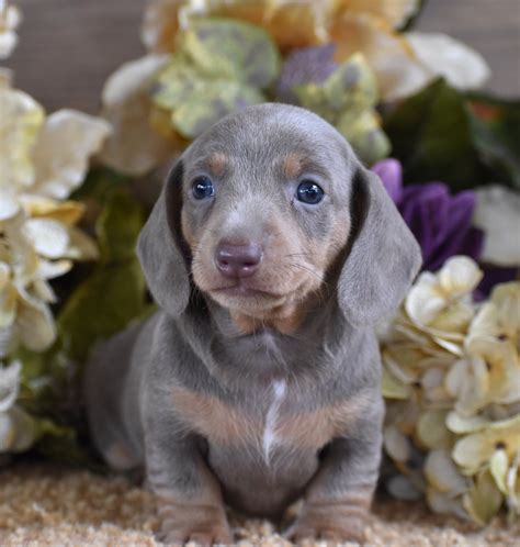 25+ Blue Dachshund Breeders Pic - Bleumoonproductions