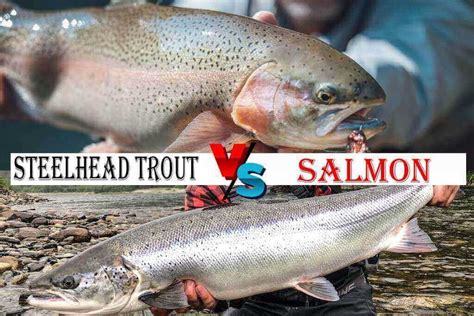 Steelhead Trout vs Salmon - Top 5+ Differencesouachitaadventures.com