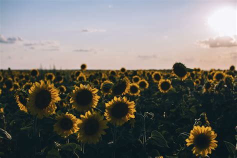 7680x4320 Resolution sunflowers, field, evening 8K Wallpaper ...