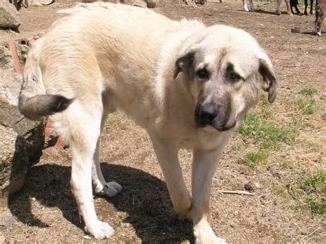 Central Asian Shepherd Temperament (SMART, FEARLESS, &....)