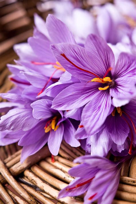 Harvesting 40 kg of saffron in Nahavand Iran