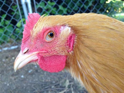 Possible eye worm??? Please help. | BackYard Chickens - Learn How to Raise Chickens